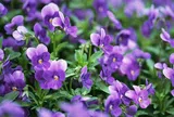 Hoa Violet