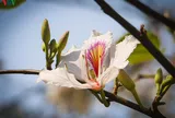 Hoa ban - loài hoa biểu tượng của núi rừng Tây Bắc