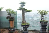 Mãn nhãn với vườn cây bonsai dáng quái giữa “lưng chừng trời” ở Hà Nội