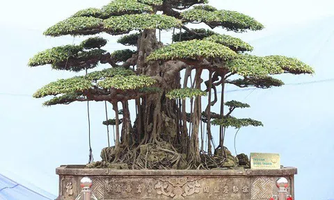 Tác phẩm "Thụ Lâm Bồng Thạch" và chuyện tâm linh cây cỏ