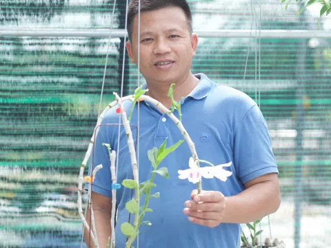 Đỗ Đức Nghĩa và bí quyết thành công về hoa lan đột biến