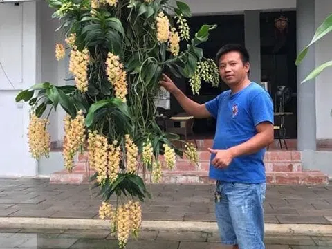 Đỗ Đức Nghĩa chia sẻ về sự phát triển khôn lường của hoa lan