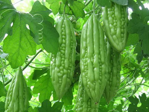 Dưỡng phế khí trong mùa hạ