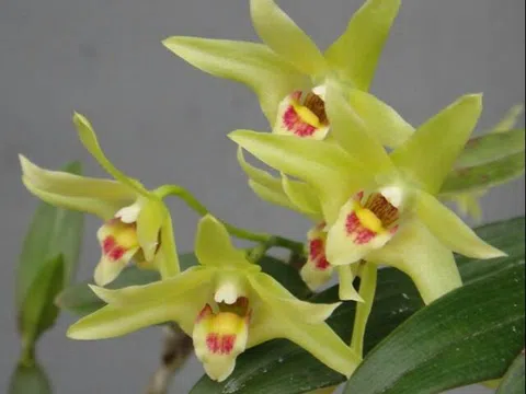 Hà Nội: Họp báo sự kiện quảng bá 150 sản phẩm OCOP, tặng 10.000 cây lan quý cho Vườn Quốc gia Ba Vì