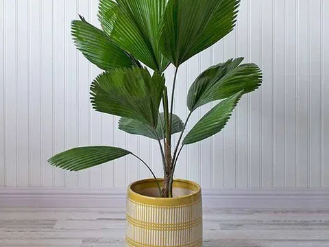 Theo phong thủy, người mệnh Thủy trồng loại cây cảnh này thì 'tiền đẻ ra tiền', tình duyên viên mãn