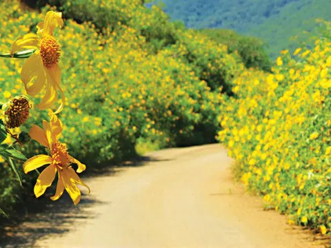 Ba Vì - rực rỡ mùa dã quỳ