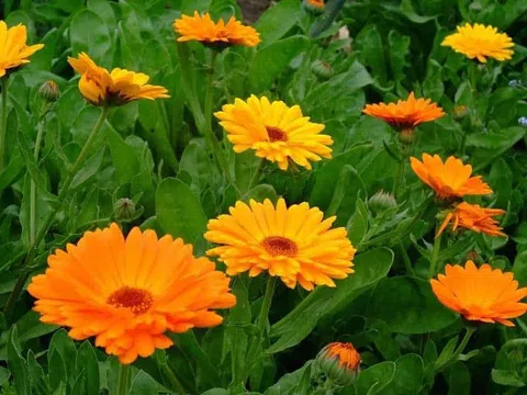 Những loài hoa giúp xua tan lạnh giá cho ban công trong mùa đông