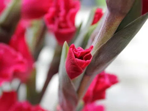 Ý nghĩa hoa lay ơn đỏ, trắng, vàng đẹp nhất