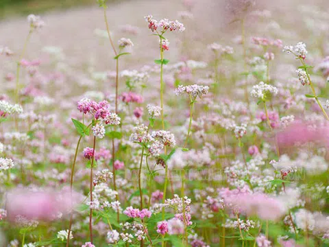 MÙA ĐÔNG CÓ HOA GÌ ĐẶC TRƯNG? NHỮNG LOÀI HOA TRỒNG TRONG MÙA LẠNH