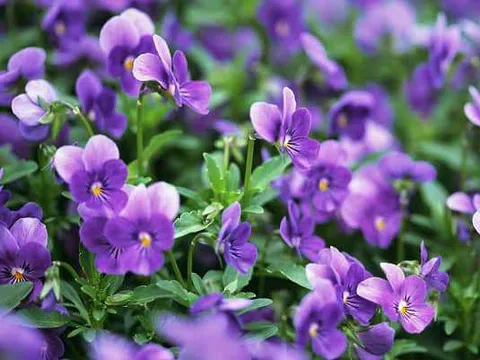 Hoa Violet