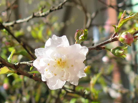 Mai trắng - cây cảnh chơi xuân và làm thuốc