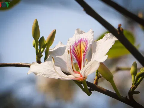 Hoa ban - loài hoa biểu tượng của núi rừng Tây Bắc