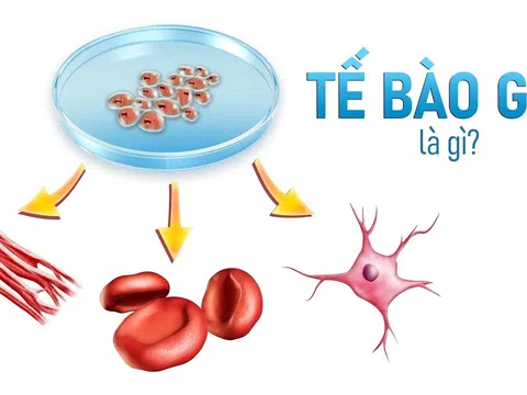 Tiêm tế bào gốc Nhật Bản: Có hiệu quả như lời đồn