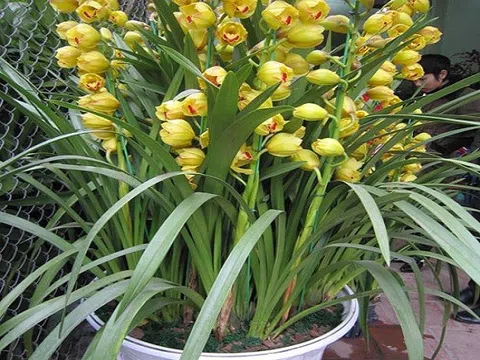 Địa Lan - Loài hoa vương giả