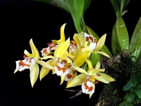 Kỹ thuật trồng lan Thanh Đạm