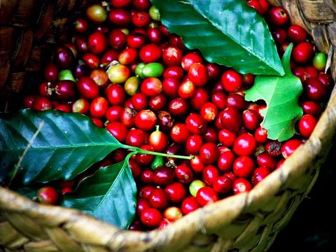 Giá cà phê hôm nay 14/11: Quay đầu giảm nhẹ, cao nhất 34.000 đồng/kg