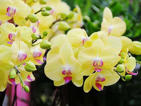 Cách nhân giống cho hoa phong lan