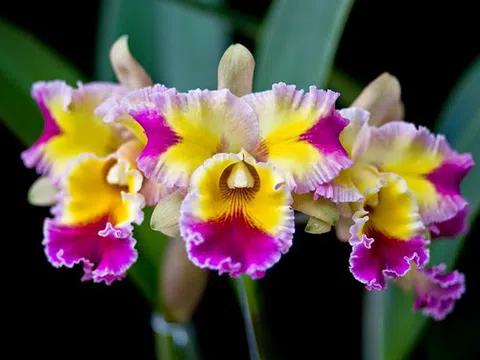 Phòng trừ sâu bệnh cho lan Cattleya