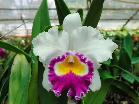 Phòng trừ nấm gây hại hoa lan cattleya