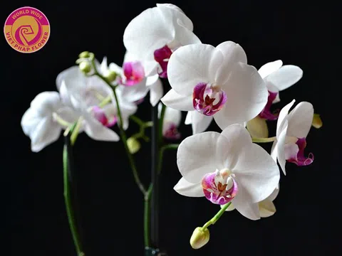 Kinh nghiệm chăm sóc hồ điệp nuôi cấy mô từ cây giống