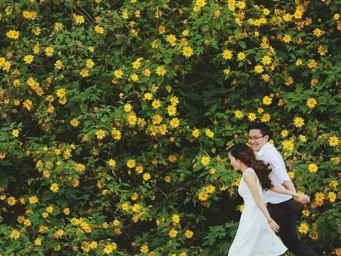 Đắm mình trong biển vàng rực rỡ của dã quỳ Vườn Quốc gia Ba Vì (Hà Nội)