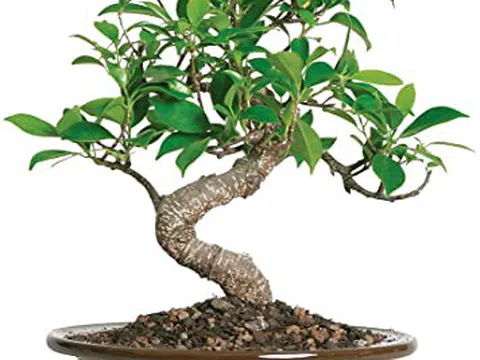 Kỹ thuật tưới nước, bón phân cho cây cảnh bonsai tại nhà