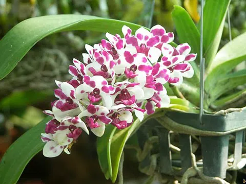 Cách chọn hoa lan ngày Tết