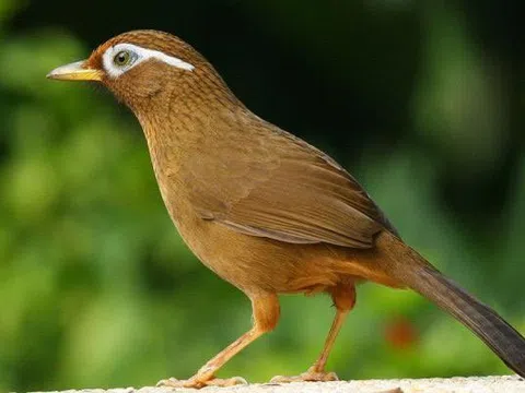 Chim họa mi nguồn gốc và đặc điểm