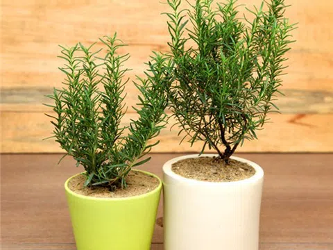 Phương pháp trồng cây hương thảo trong chậu tiện lợi