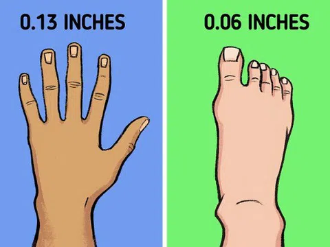 Tại sao móng tay mọc nhanh hơn móng chân?