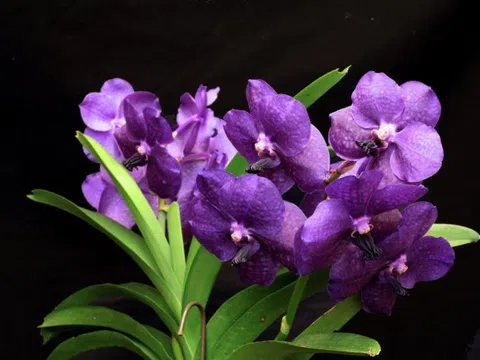 Bệnh héo úa hay còn gọi bệnh chết chậm