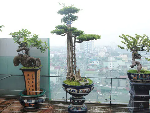 Mãn nhãn với vườn cây bonsai dáng quái giữa “lưng chừng trời” ở Hà Nội